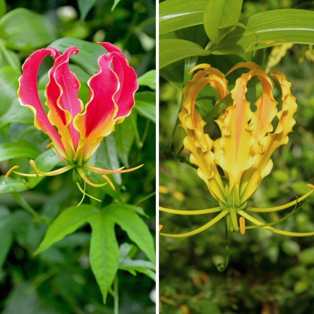Dúo Gloriosa