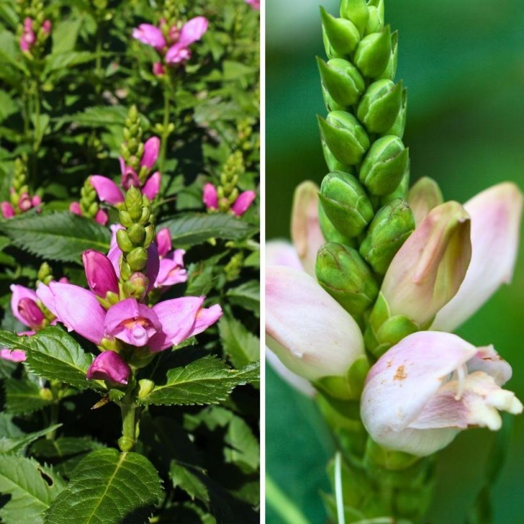 Dúo de Chelone blanco y rosa