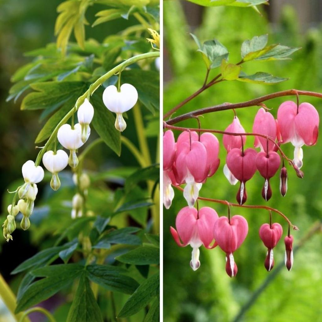 Dúo Corazones de María rosa y blanco