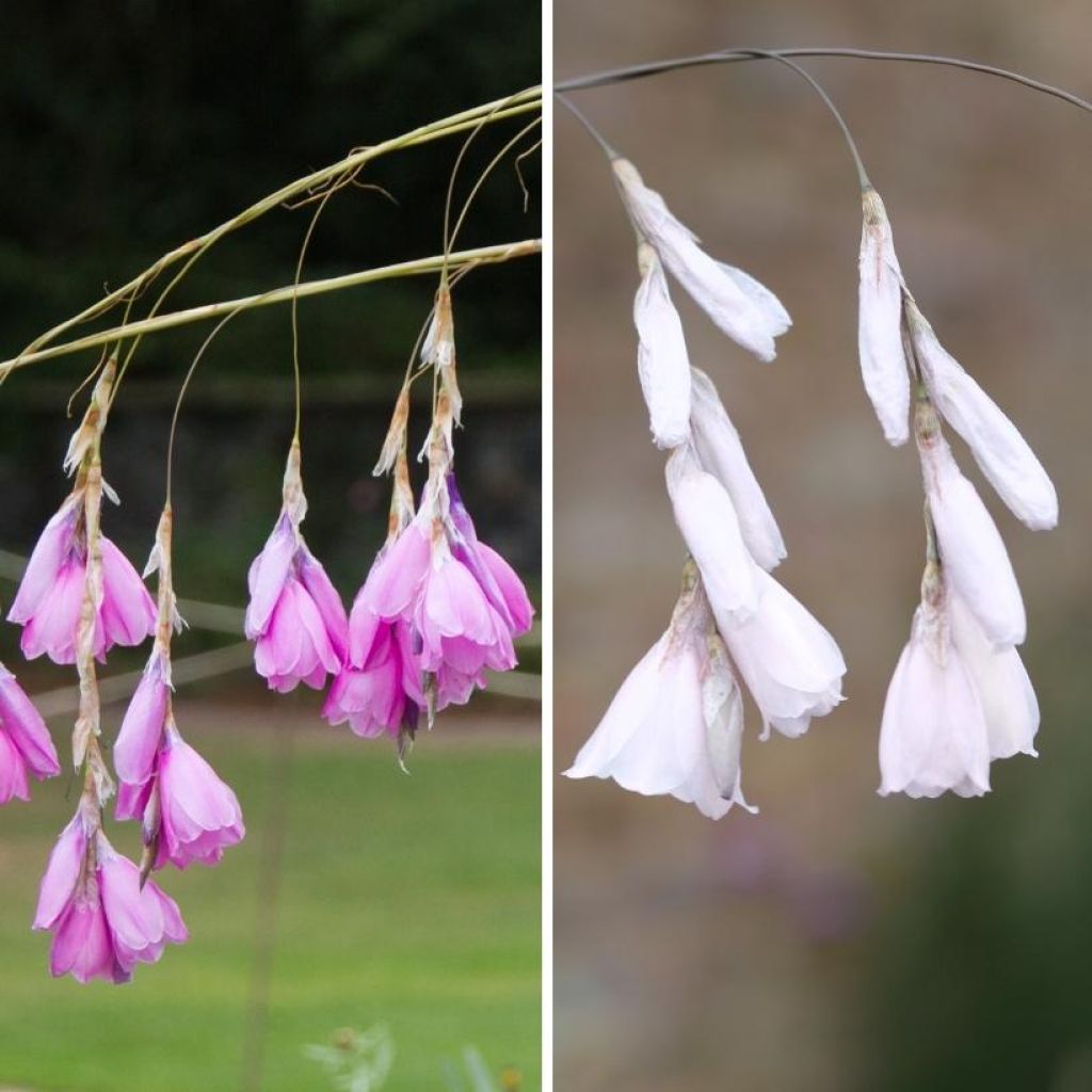 Dúo Dieramas rosa y blanco