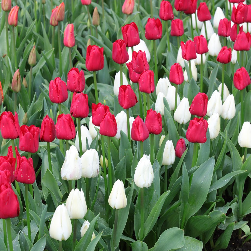 Dúo de tulipanes Contraste rojo y blanco.