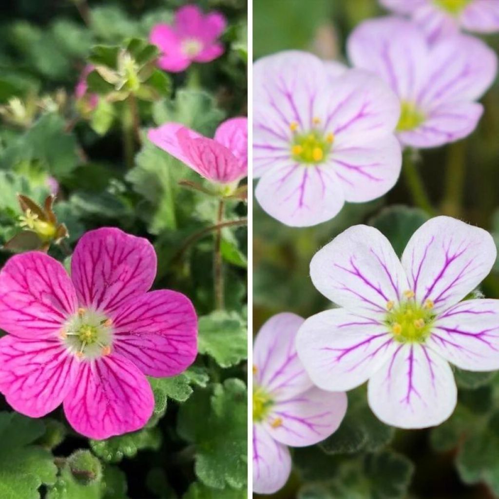Dúo de Erodiums rosa y blanco