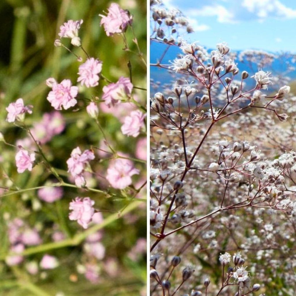 Dúo de Gypsophila blanco y rosa