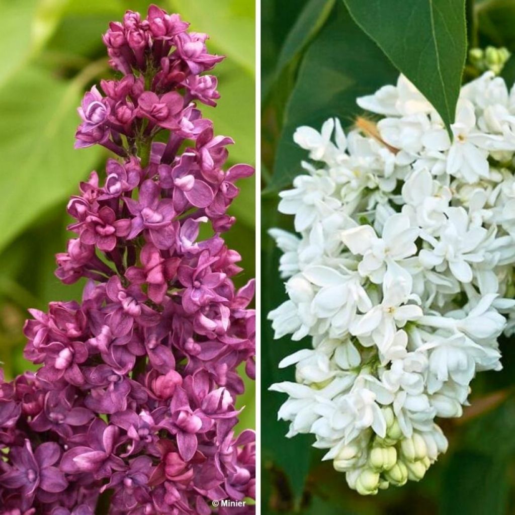 Lila doble flor