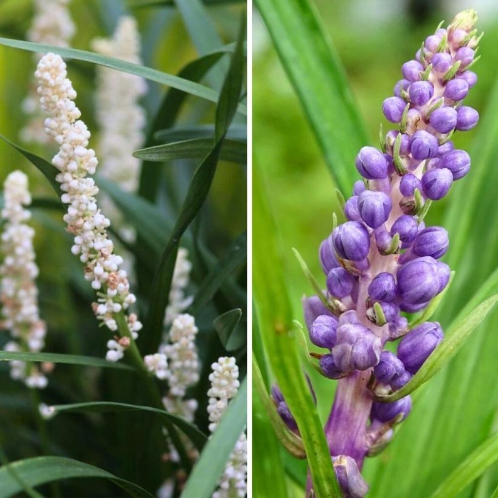 Liriope blanco azul