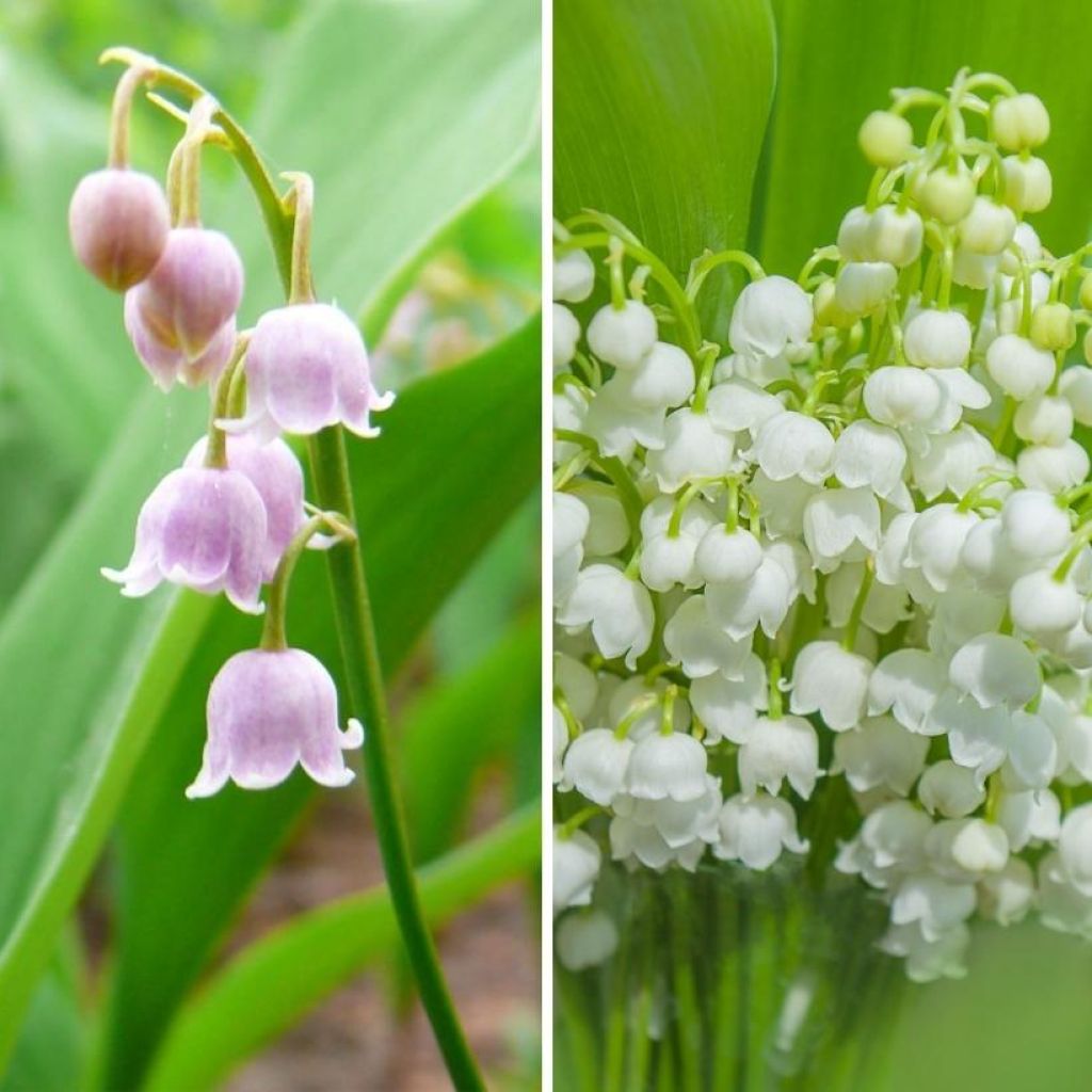 Lirio de los valles rosa y blanco