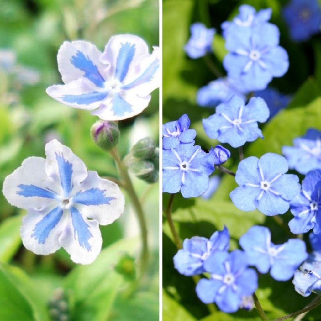 Dúo de Omphalodes