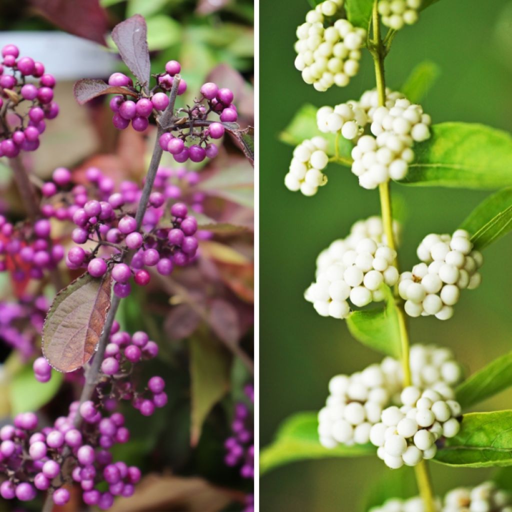 Dúo de Callicarpas - Arbusto con bayas decorativas
