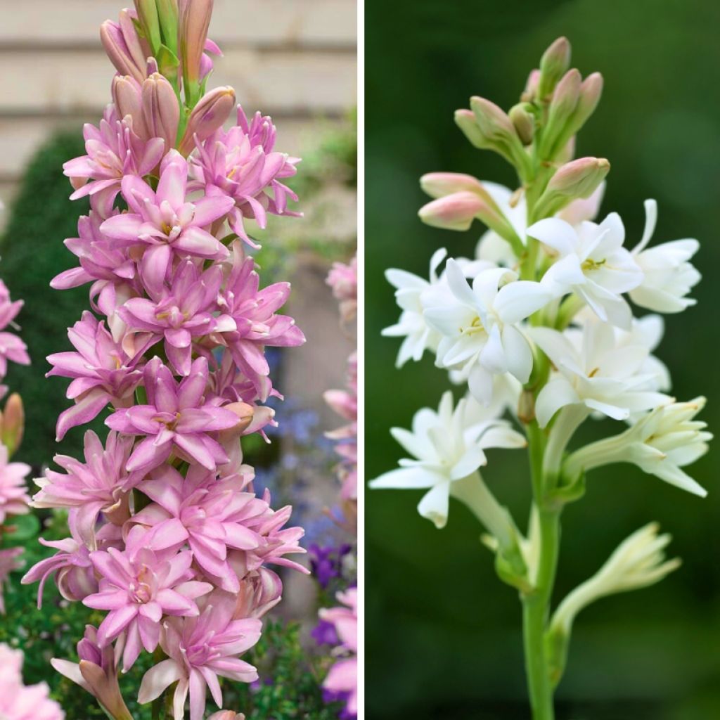 Dúo de Tuberosas perfumadas - Polianthes