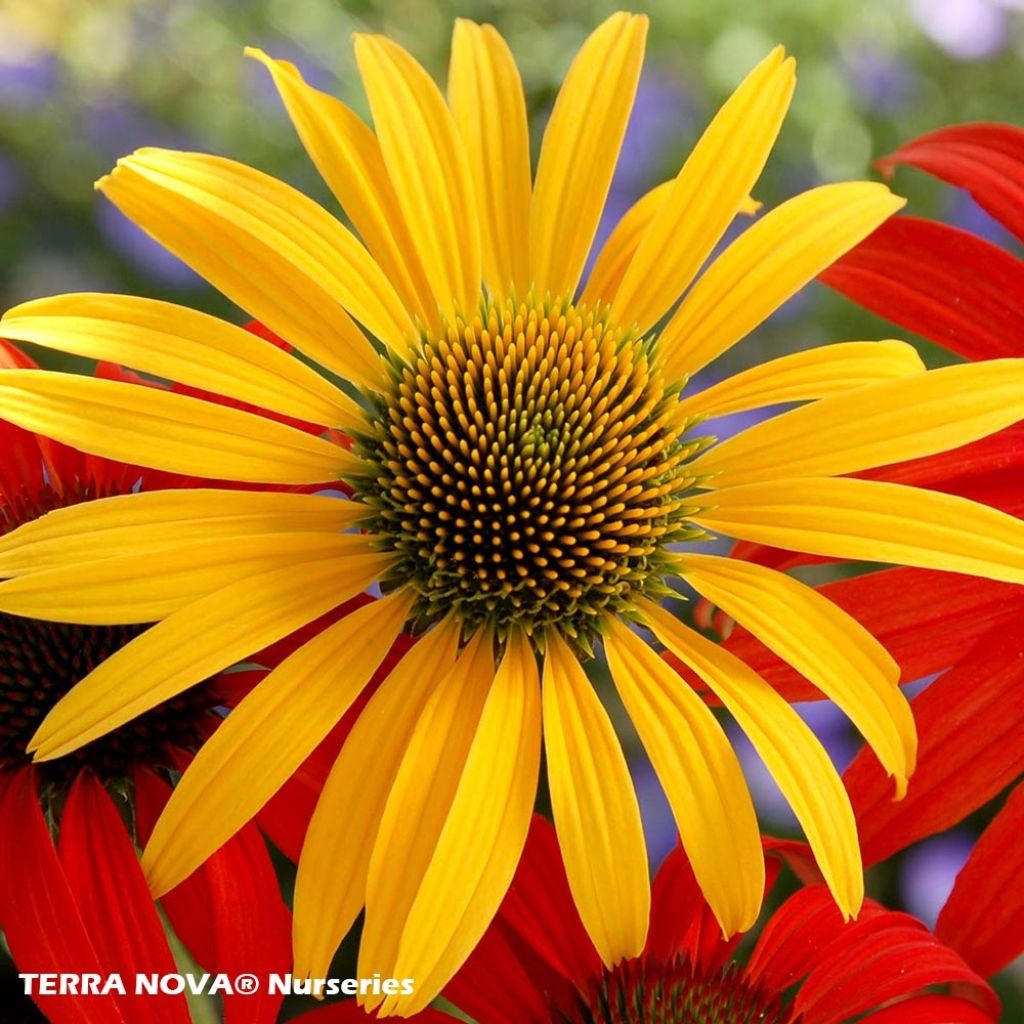 Echinacea purpurea Mac 'n' Cheese - Rudbeckia pourpre Mac 'n' Cheese