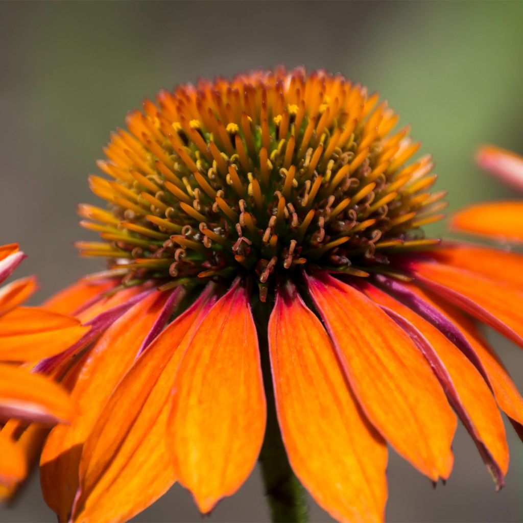 Echinacea Prima Ginger - Rudbeckia