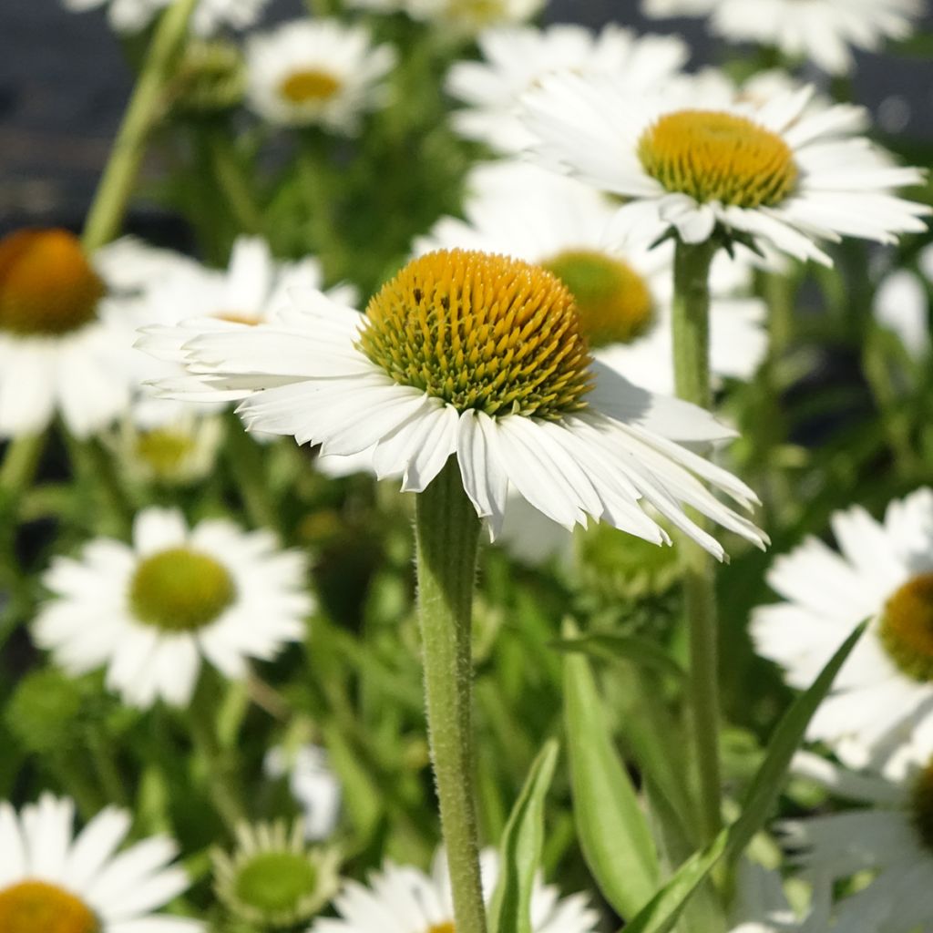 Echinacea purpurea White Meditation
