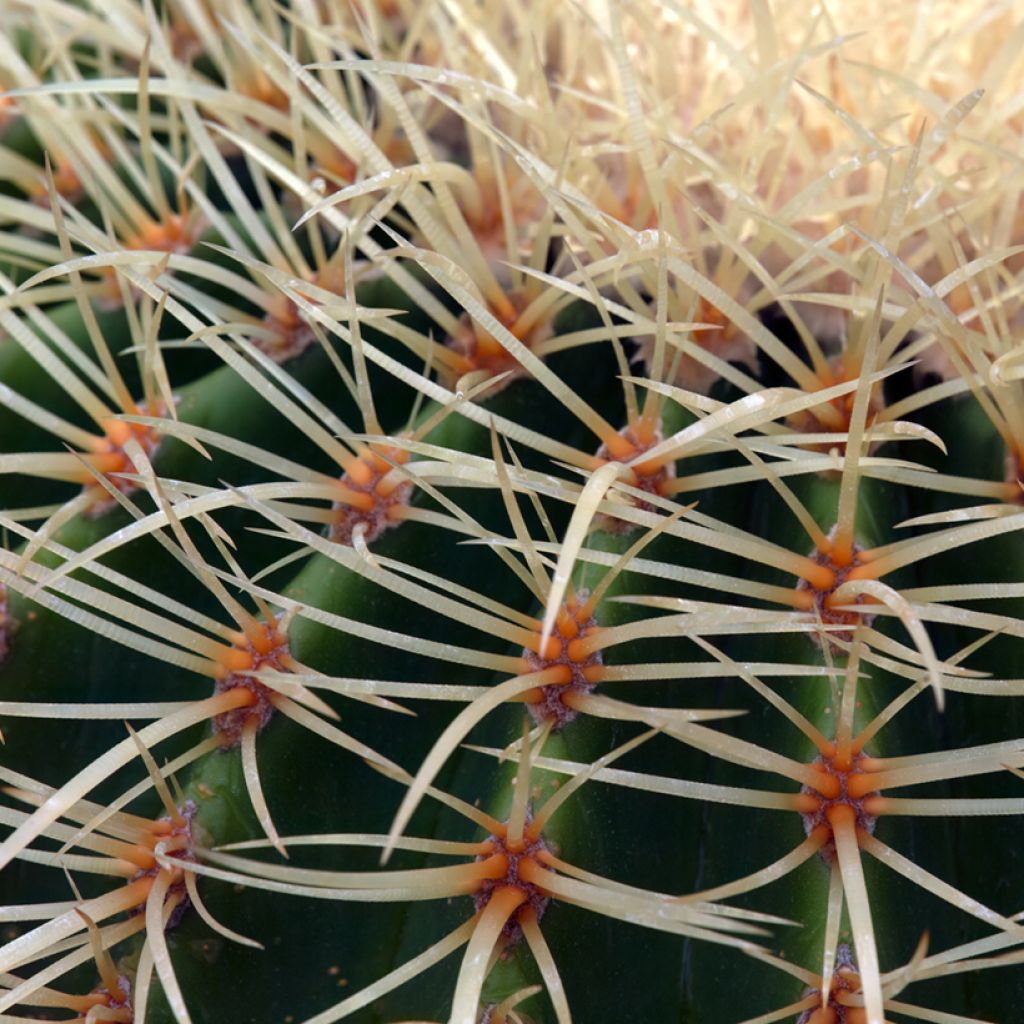 Echinocactus grusonii - Coussin de Belle-mère