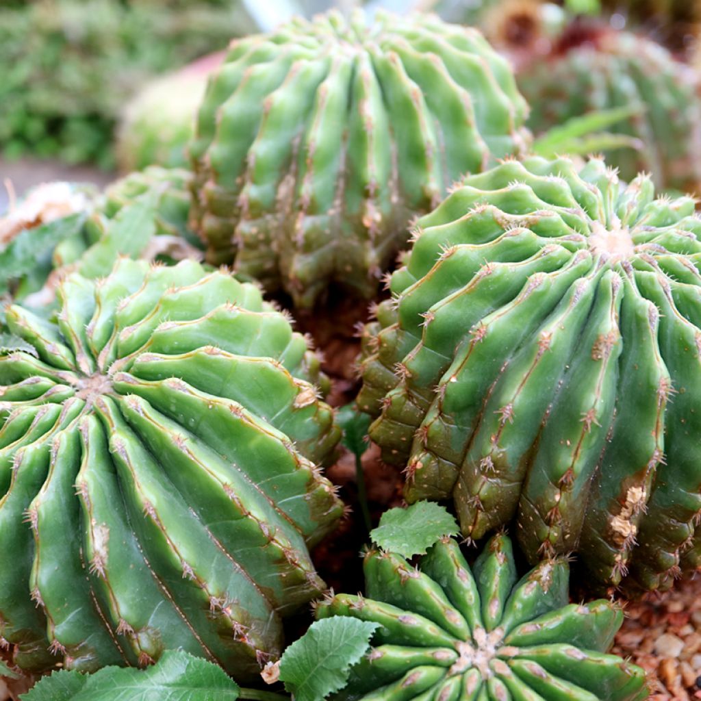 Echinocactus grusonii var. brevispinus - Coussin de Belle-mère