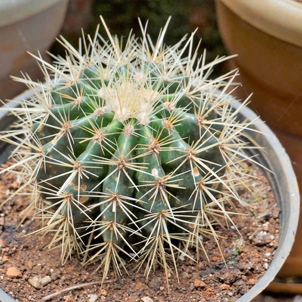 Echinocactus grusonii var. brevispinus - Coussin de Belle-mère