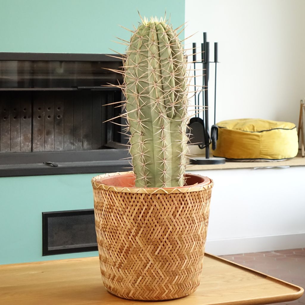 Cactus - Echinopsis pasacana