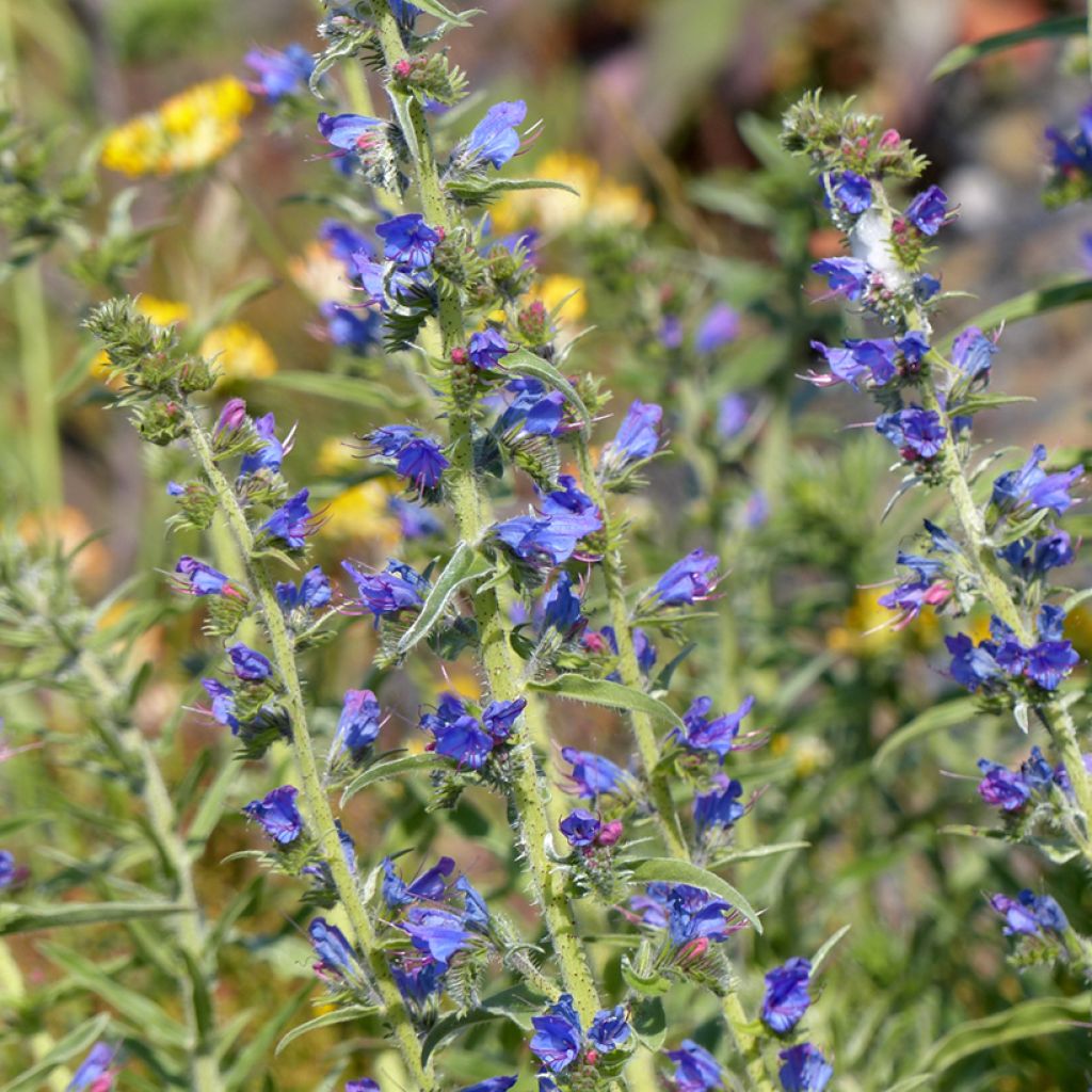 Echium vulgare (semillas)