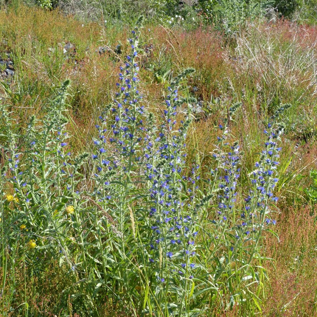 Echium vulgare (semillas)