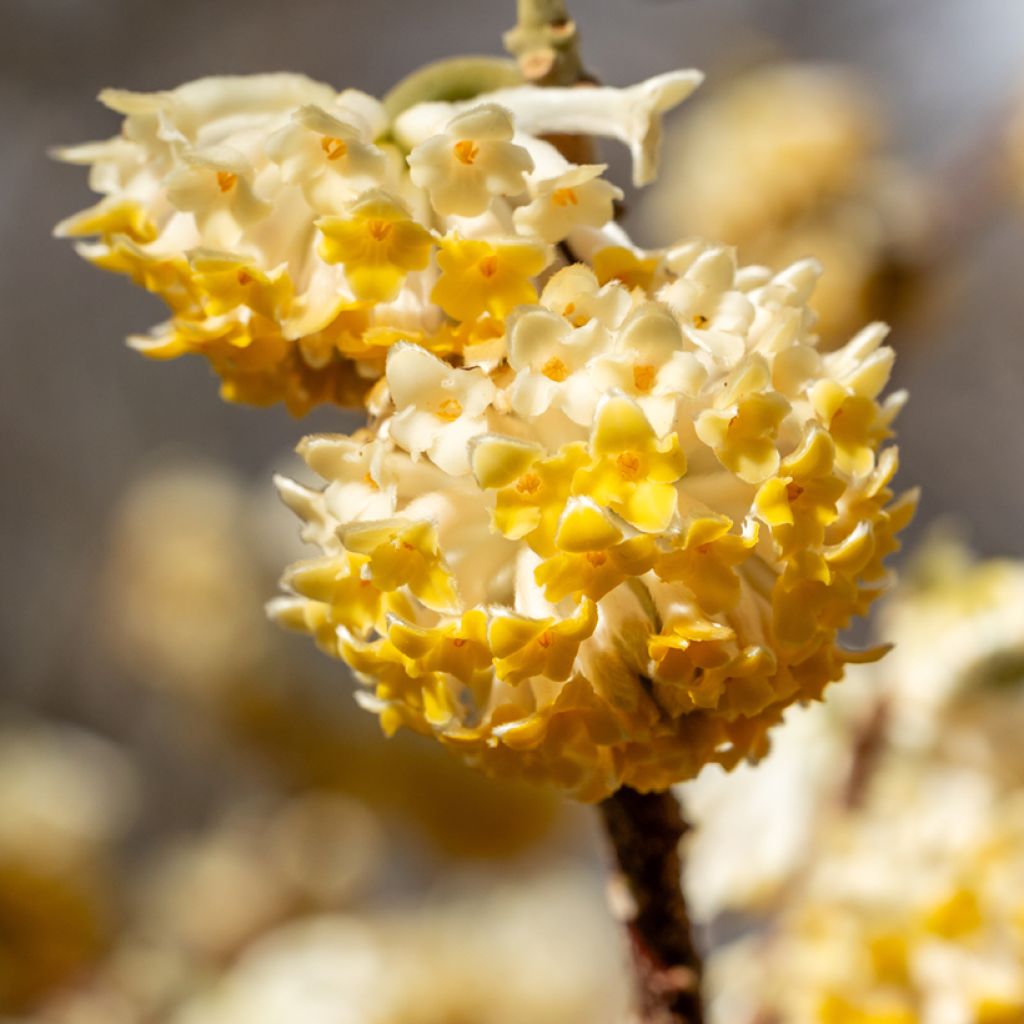 Edgeworthia chrysantha Grandiflora - Arbusto del papel
