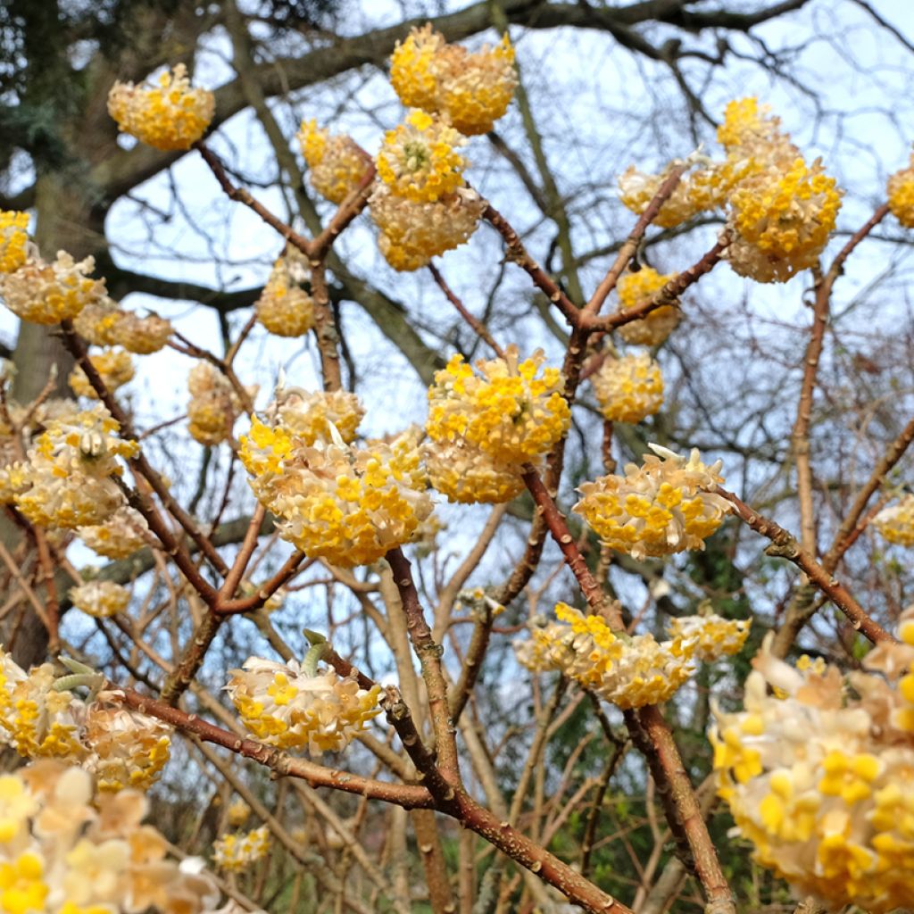 Edgeworthia chrysantha Grandiflora - Arbusto del papel