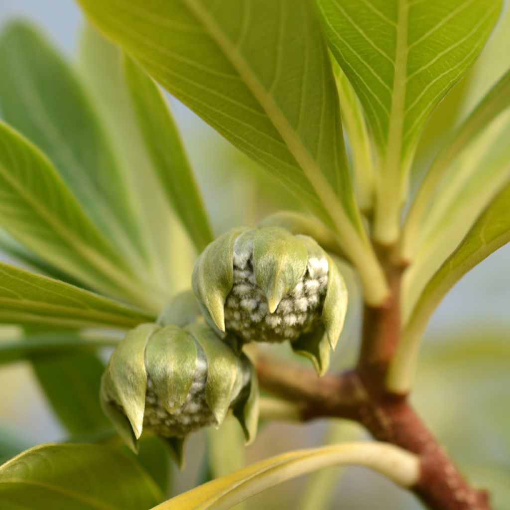 Edgeworthia chrysantha Grandiflora - Arbusto del papel
