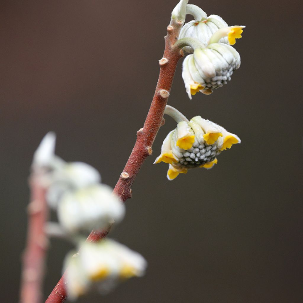 Edgeworthia chrysantha Grandiflora - Arbusto del papel