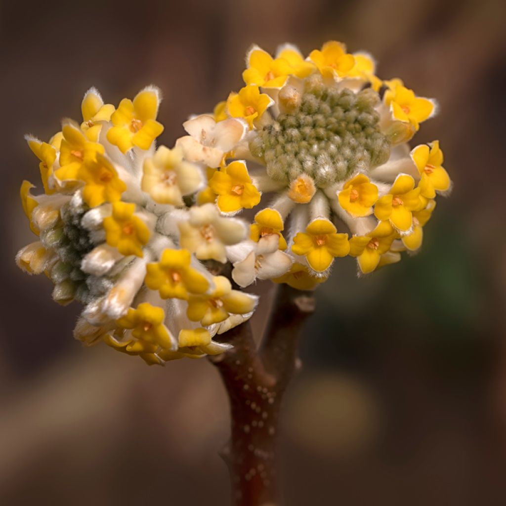 Edgeworthia chrysantha Grandiflora - Arbusto del papel