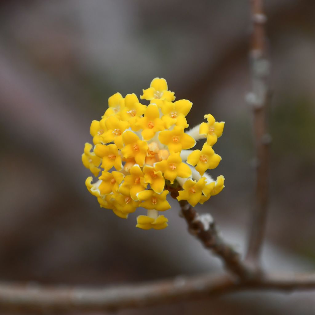 Edgeworthia chrysantha Nanjing Gold - Arbusto del papel