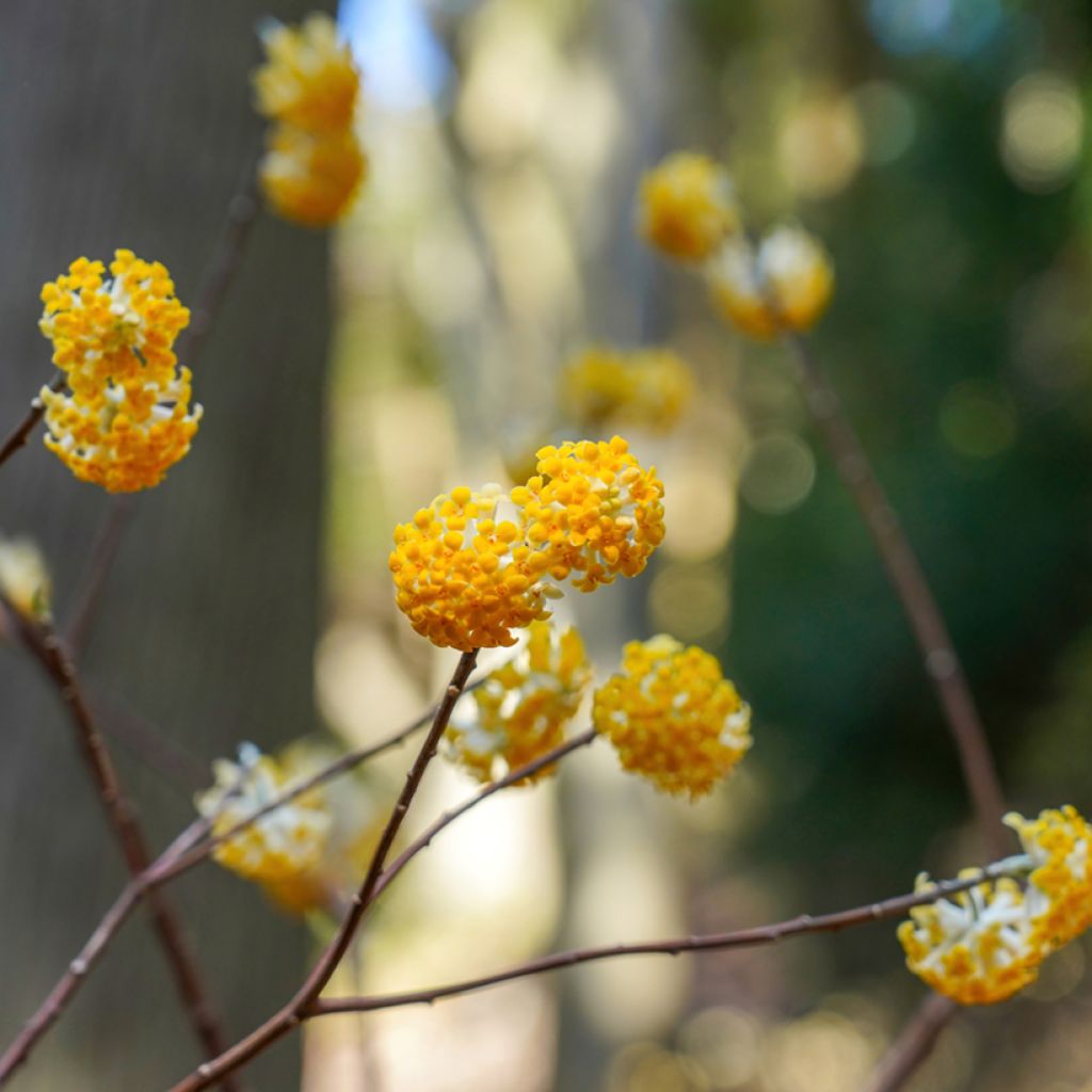 Edgeworthia chrysantha Nanjing Gold - Arbusto del papel