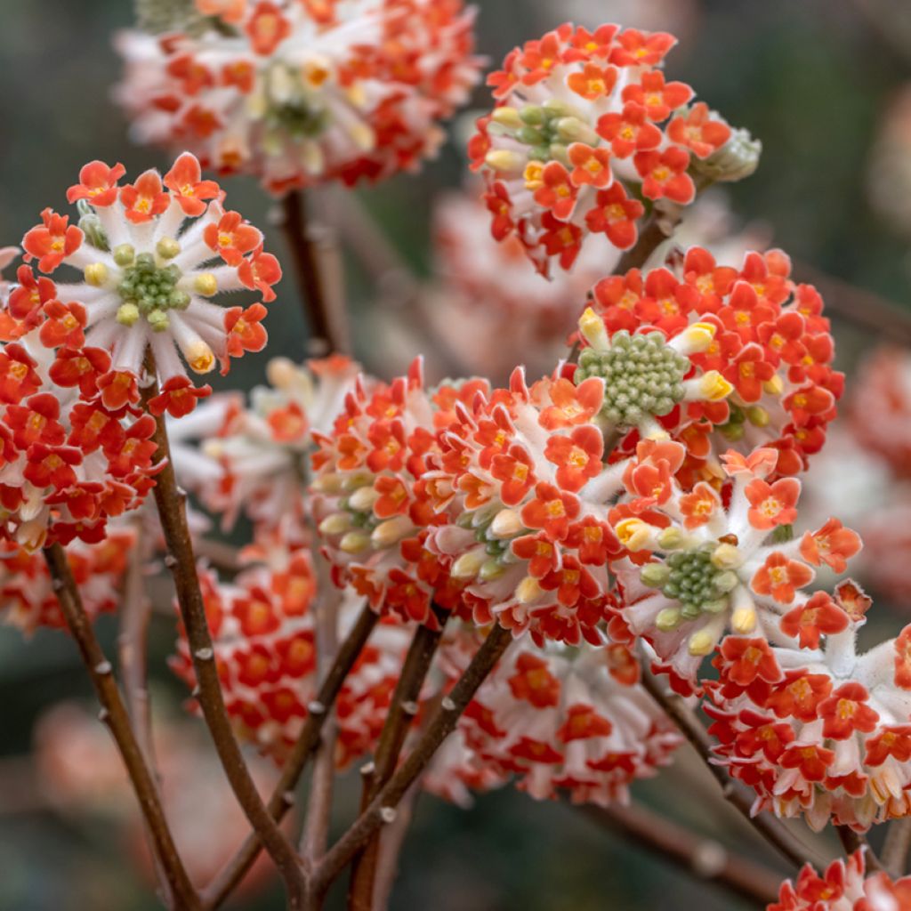 Edgeworthia chrysantha Red Dragon Akebono - Arbusto del papel