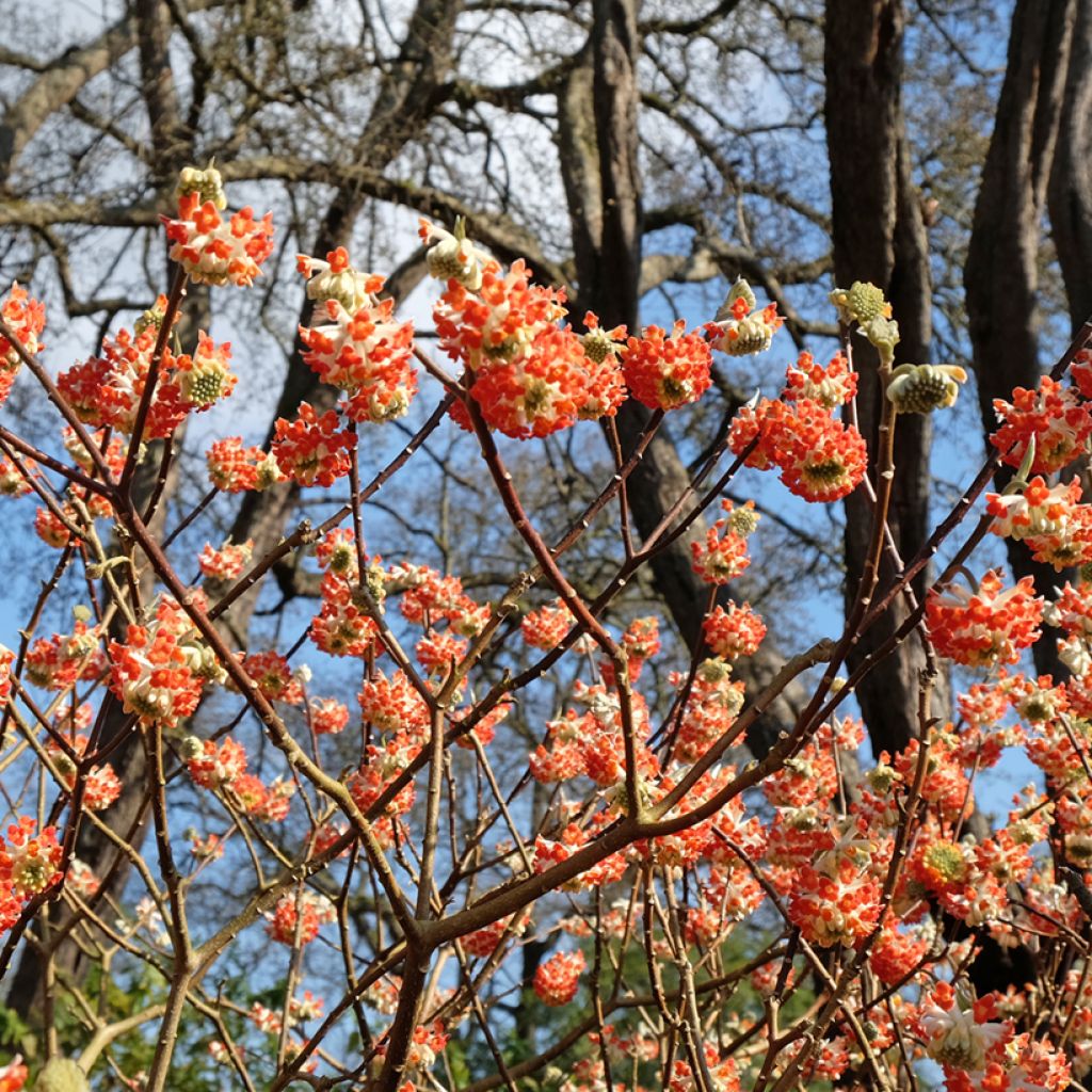 Edgeworthia chrysantha Red Dragon Akebono - Arbusto del papel