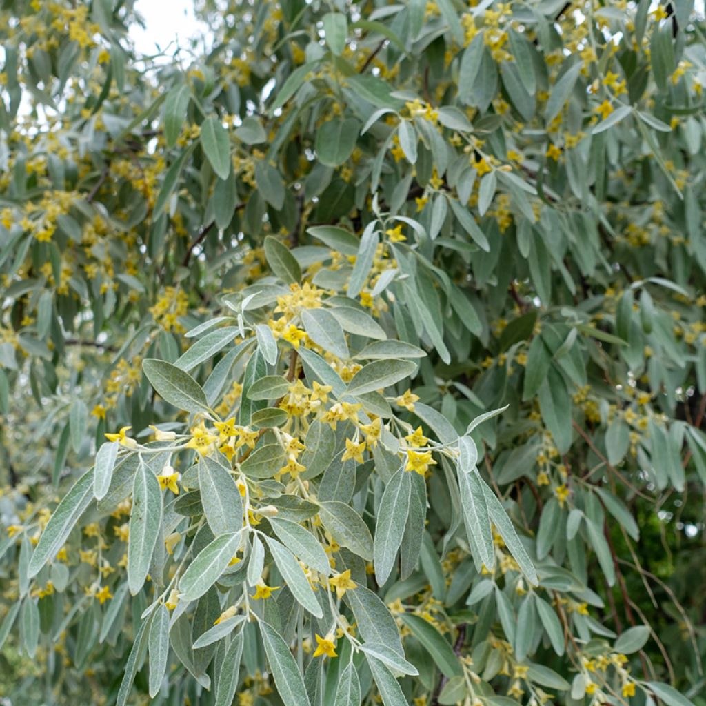 Elaeagnus angustifolia - Árbol del paraíso