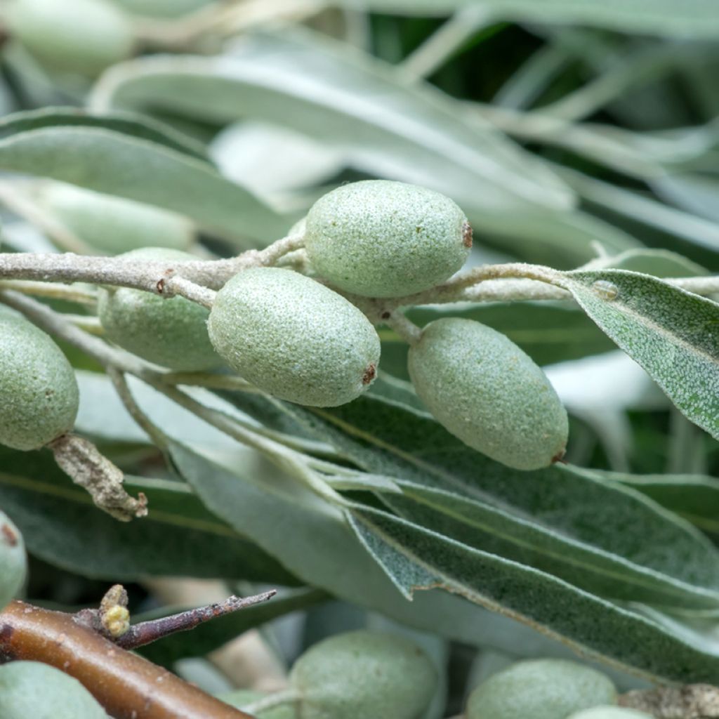 Elaeagnus angustifolia - Árbol del paraíso