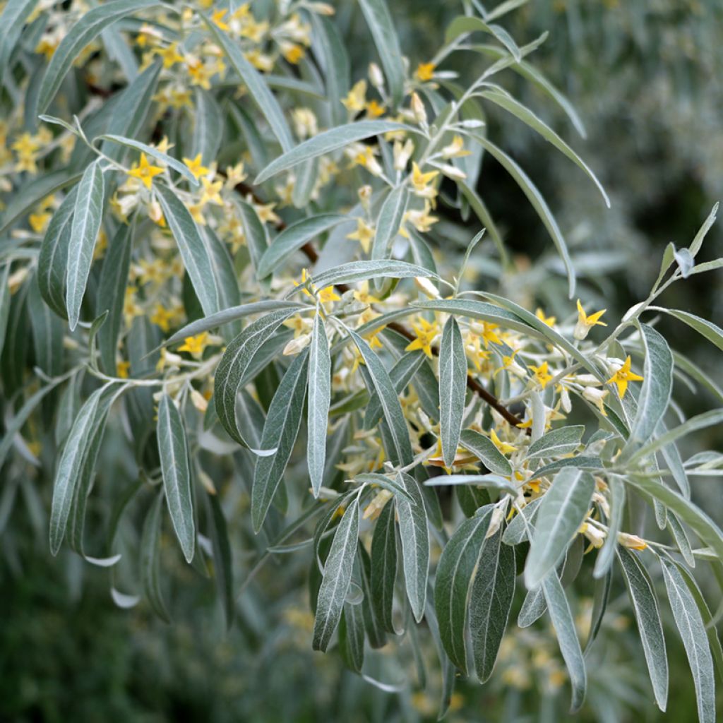 Elaeagnus angustifolia - Árbol del paraíso