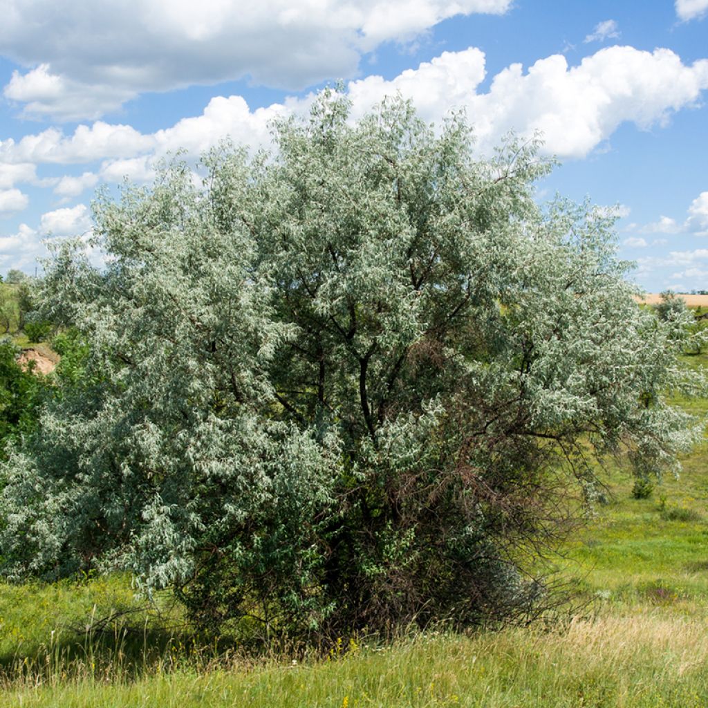 Elaeagnus angustifolia - Árbol del paraíso