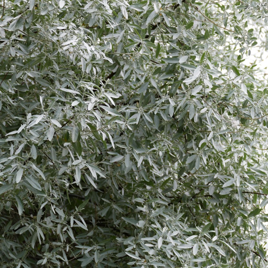 Elaeagnus angustifolia - Árbol del paraíso