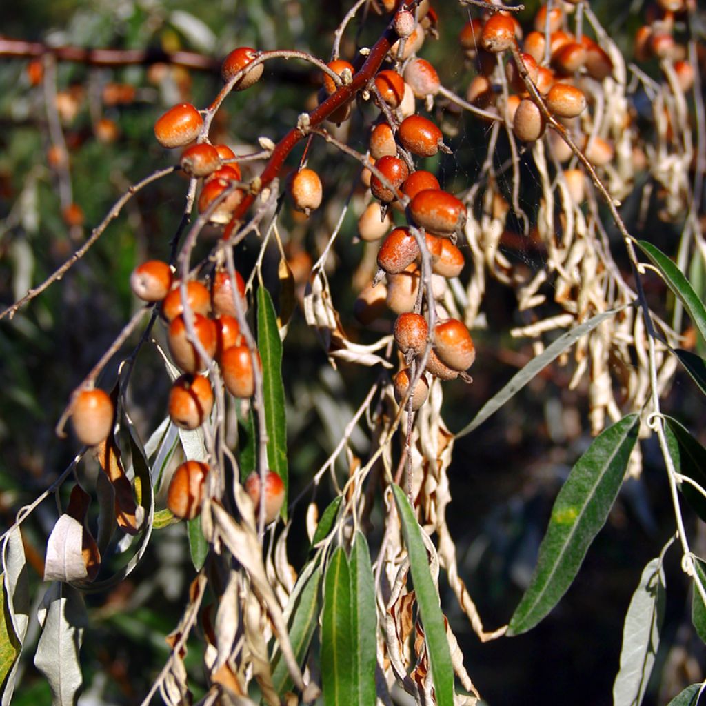 Elaeagnus angustifolia - Árbol del paraíso