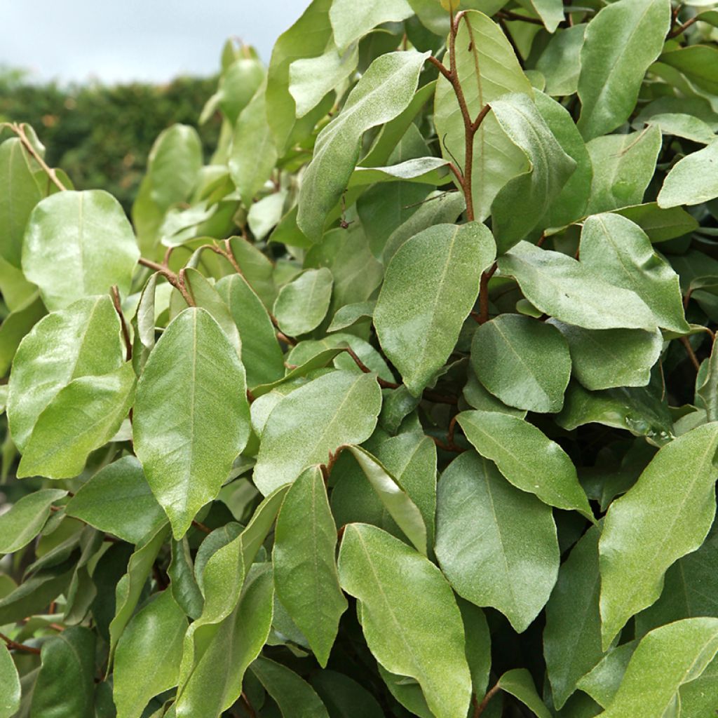 Elaeagnus ebbingei Compacta