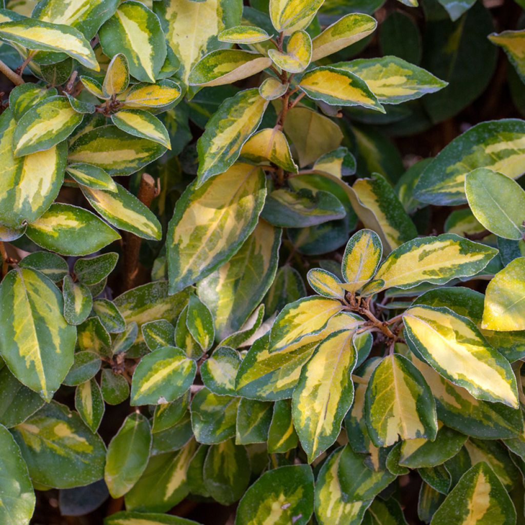 Elaeagnus ebbingei Limelight
