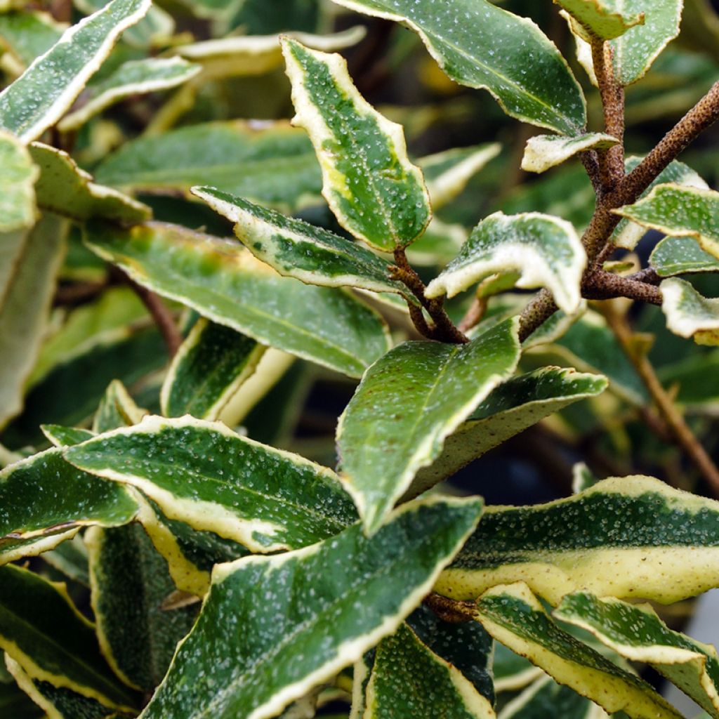 Elaeagnus pungens Hosuba Fukurin