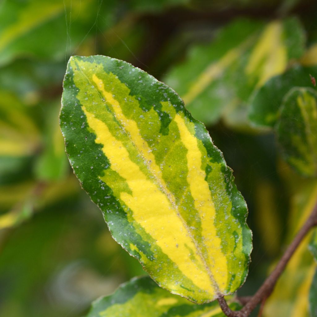 Elaeagnus pungens Maculata