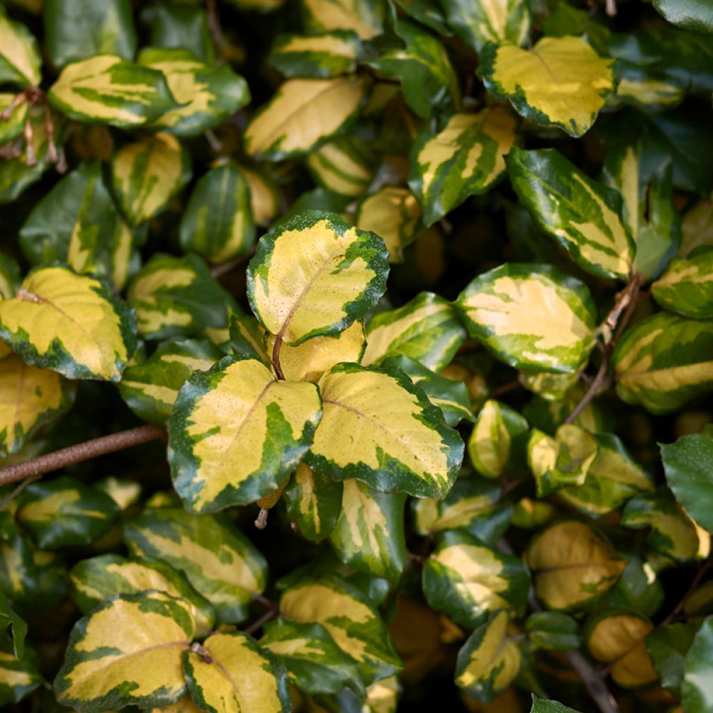Elaeagnus pungens Maculata