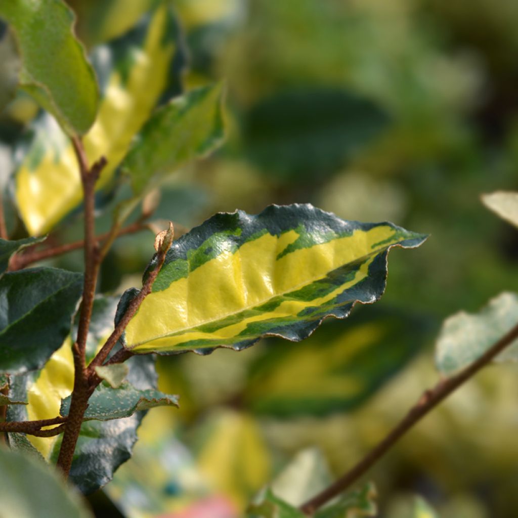 Elaeagnus pungens Maculata