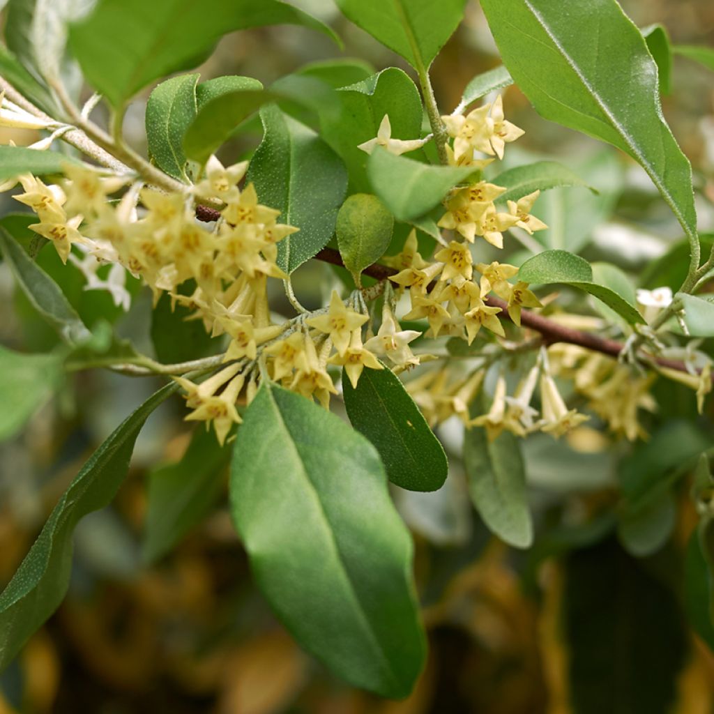 Arándano japonés Pointilla Amoroso - Elaeagnus umbellata