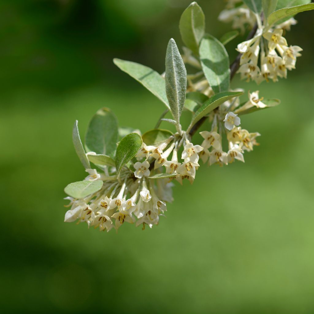 Arándano japonés Pointilla Amoroso - Elaeagnus umbellata