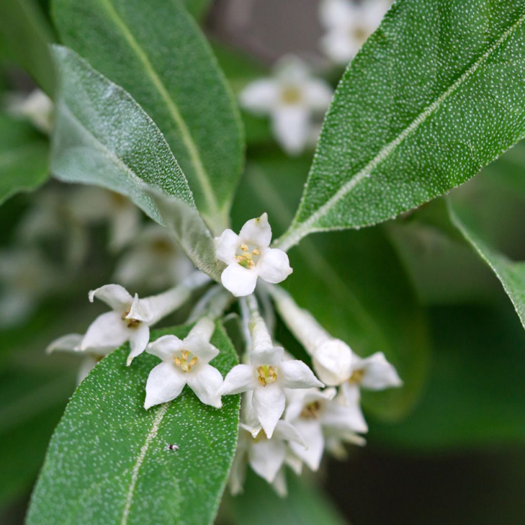 Arándano japonés - Elaeagnus umbellata