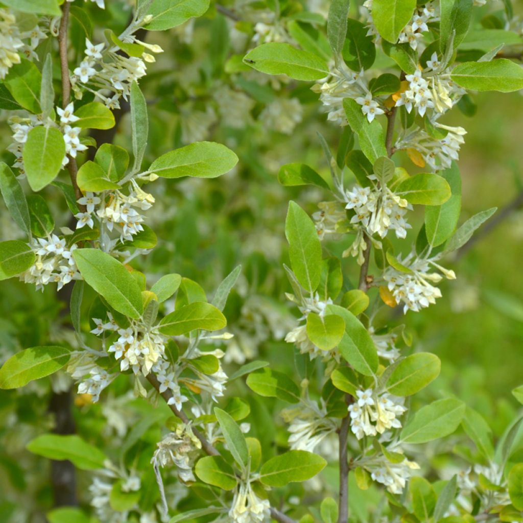 Arándano japonés - Elaeagnus umbellata