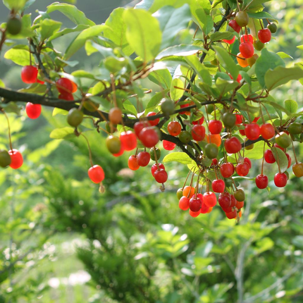 Arándano japonés - Elaeagnus umbellata