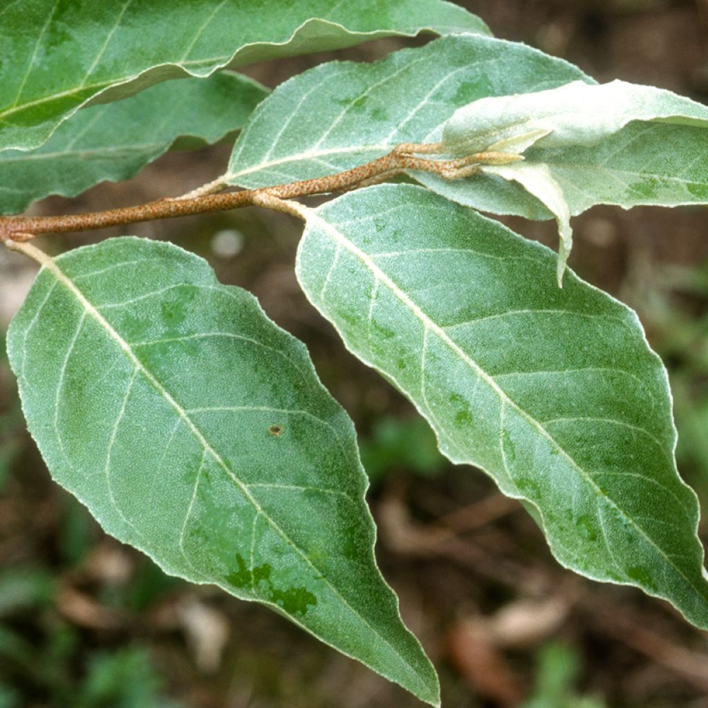 Arándano japonés - Elaeagnus umbellata