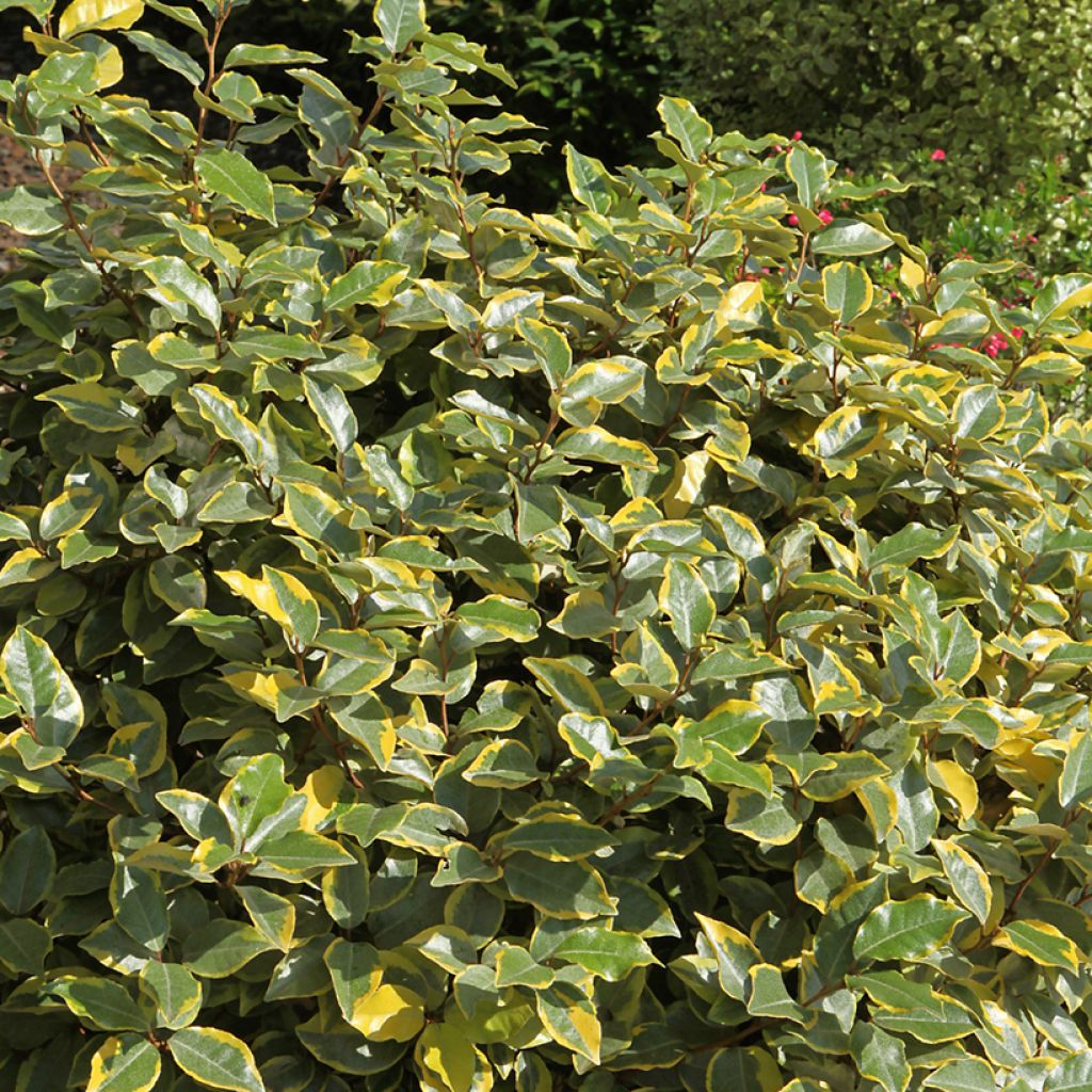 Elaeagnus ebbingei Viveleg